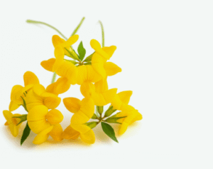 Shaklee Serum shaklee serum